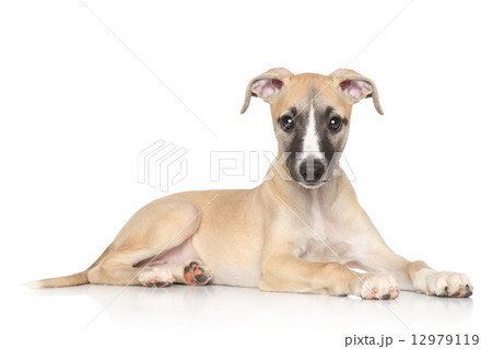 Whippet puppy on white background 12979119