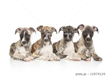 Whippet puppies 12979120