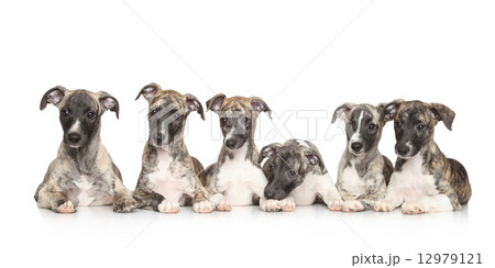 Whippet puppies 12979121