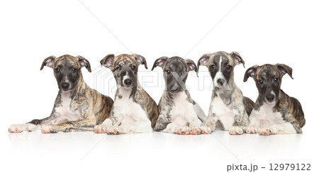 Whippet puppies on white background 12979122