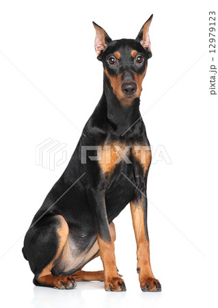 German pinscher 12979123