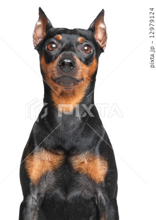 German Pinscher 12979124