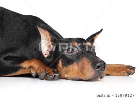 German pinscher 12979127