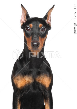 German pinscher 12979128