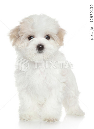 Maltese puppy 12979130