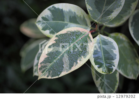 斑入りインドゴムノキの葉と雨雫 斑入りインドゴムノキの葉と雨雫 12979202