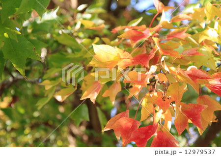 トウカエデ 紅葉の写真素材