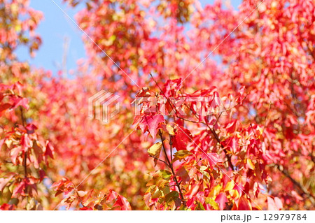 トウカエデ 紅葉 トウカエデ 紅葉 12979784