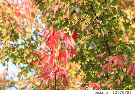 トウカエデ　紅葉 12979785
