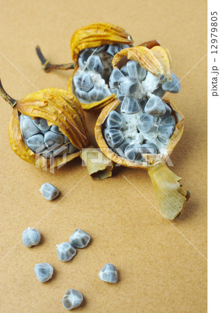 月桃の種子 12979805