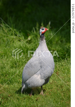 ホロホロ鳥 ホロホロ鳥 12979851