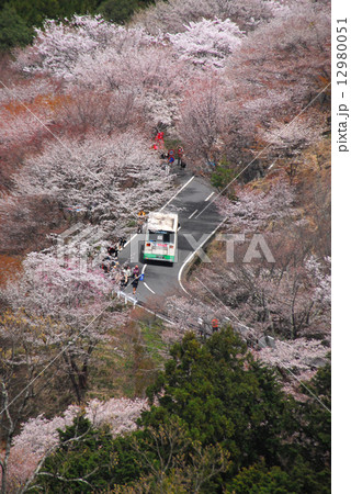 吉野桜の曲り道とバス 吉野桜の曲り道とバス 12980051