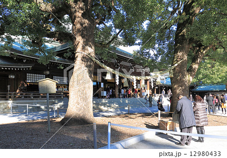 「明治神宮」しめ縄と拝殿 12980433