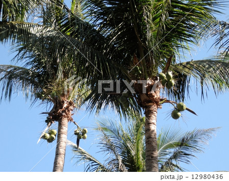 台湾　墾丁国家公園　白沙湾海水浴場 12980436