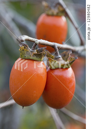 渋柿 渋柿 12980482