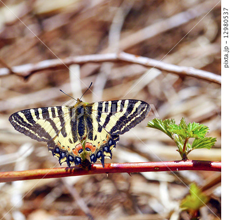 ヒメギフチョウ 12980537