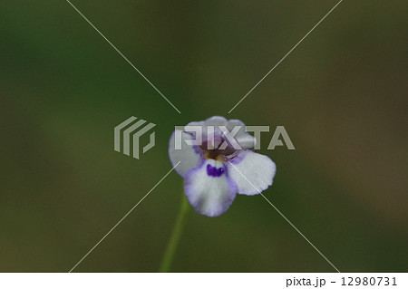 自然 植物 ウリクサ 紫と白のグラデーションがきれいな花ですが小さいので見逃してしまいそうですの写真素材