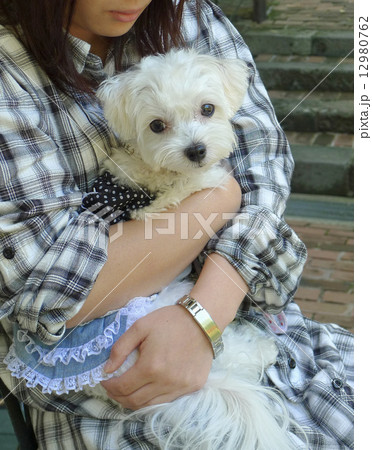 子犬と女性 12980762