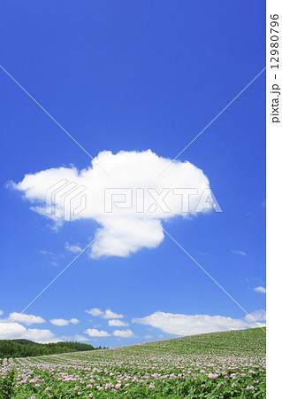 北海道 上富良野町 じゃがいも畑とちぎれ雲 北海道 上富良野町 じゃがいも畑とちぎれ雲 12980796