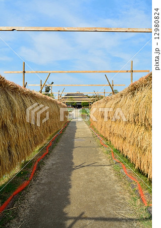 稲架掛け風景 12980824