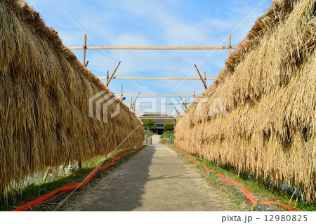 稲架掛け風景 稲架掛け風景 12980825