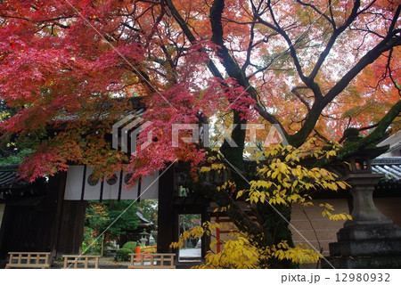 紅葉の今宮神社 12980932
