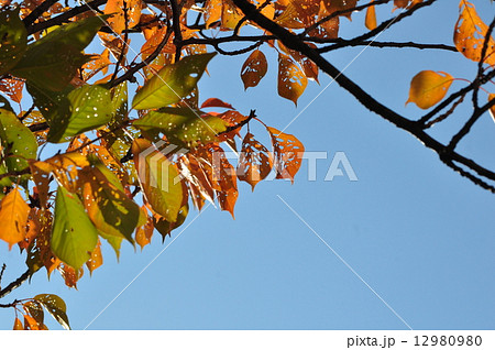 秋の横浜 桜の枯れ葉 秋の横浜 桜の枯れ葉 12980980
