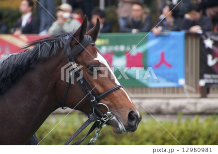 馬の顔 12980981