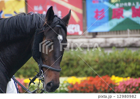 馬の顔 12980982