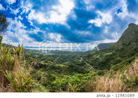 シークヮーサー畑　沖縄県名護市 勝山 12981089