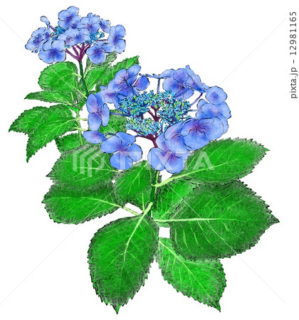 紫陽花 12981165