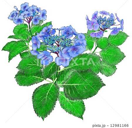 紫陽花 12981166