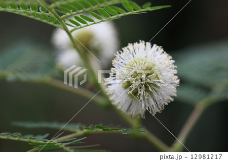 自然　植物　ギンネム、１００年ほど前、沖縄に有用植物として移入され今では厄介者。人間は勝手ですネ 12981217