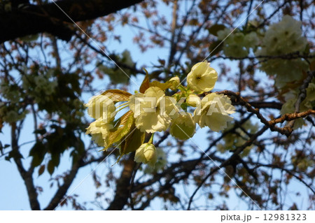 黄色のさくら(うこん) 黄色のさくら(うこん) 12981323