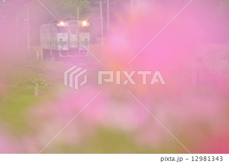 コスモスとキハ40 12981343