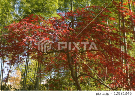竹藪の紅葉 竹藪の紅葉 12981346