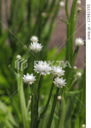 アンモビウムの花の写真素材