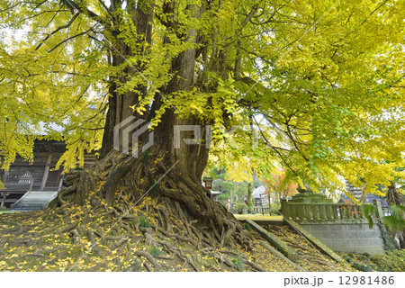 正法寺の大イチョウ－４ 12981486