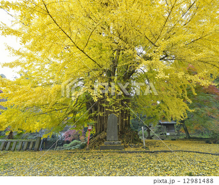 正法寺の大イチョウ－６ 12981488