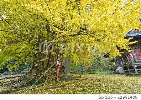 正法寺の大イチョウ－７ 12981489