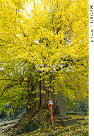 正法寺の大イチョウ-8 正法寺の大イチョウ-8 12981490