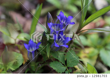 モネの庭「リンドウ」（高知県北川村） 12981703