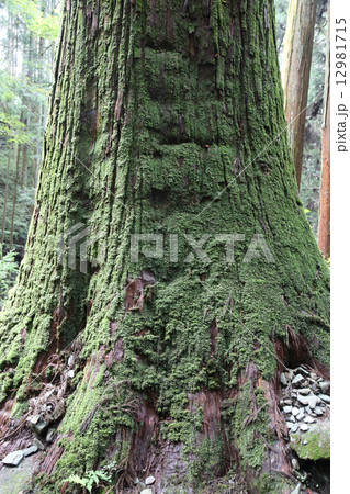 杉の巨木(四国霊場第44番札所大寶寺参道脇) 杉の巨木(四国霊場第44番札所大寶寺参道脇) 12981715