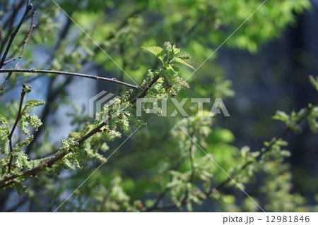 桑　クワの花　あまり目立ちません。 12981846