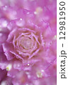 花 12981950