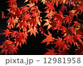 もみじ 12981958