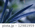 冬の朝 12981959