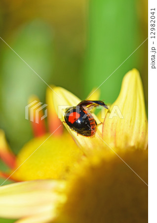 ナミテントウ　二紋型 12982041