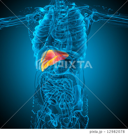 3d render medical illustration of the liver 12982078