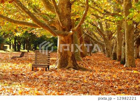 落ち葉とベンチ　platanus 12982221